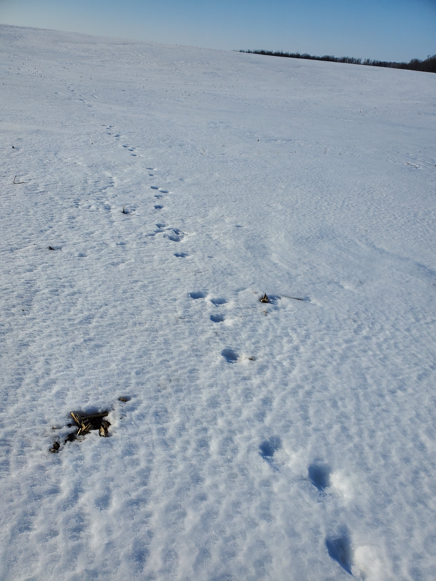 coyote tracks.jpg