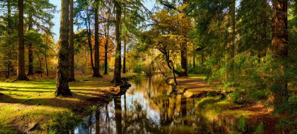 new forest1.jpg