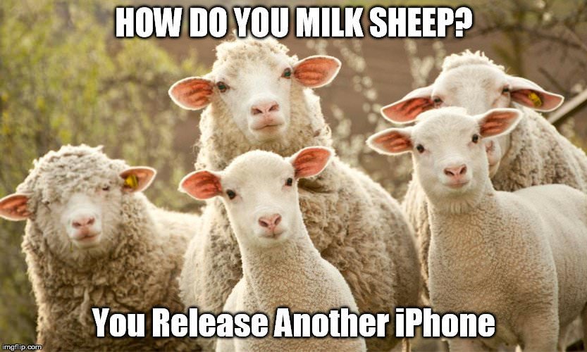 Sheeps.jpg