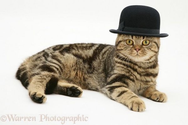 cat & hat.jpg