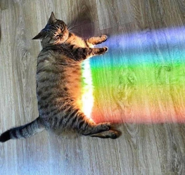 rainbow cat 1.jpg