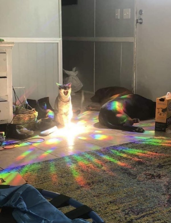 rainbow cat 2.jpg