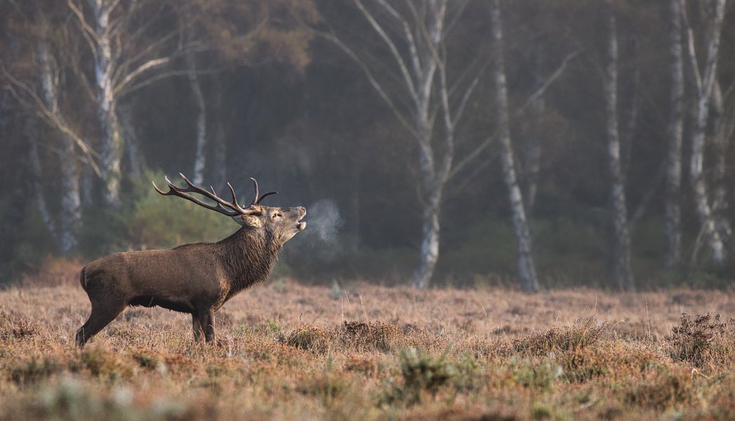 New Forest(2).jpg