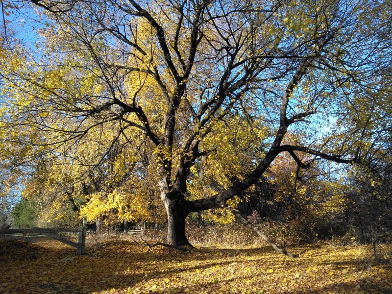 phoneForestLaneTree.jpg