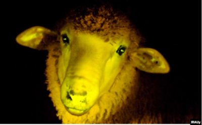 irauy-glowing-sheep-537x335.jpg